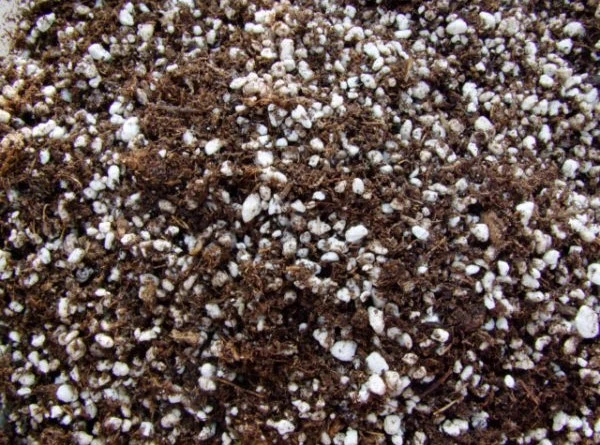 Substrat "Plantes Carnivores"
