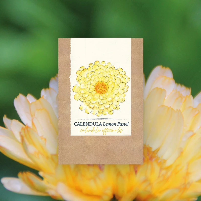 Graines de Calendula "Lemon Pastel" • Certifiées AB