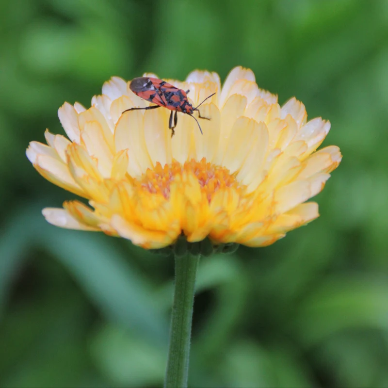 Graines de Calendula "Lemon Pastel" • Certifiées AB