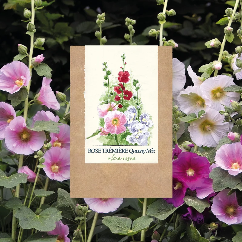 Graines de Rose Trémière "Queeny Mix" • Certifiées AB