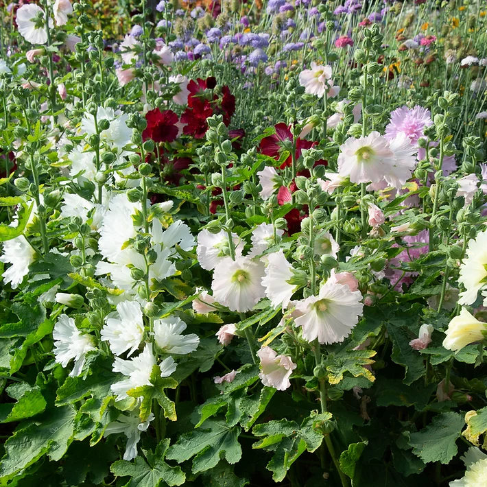 Graines de Rose Trémière "Queeny Mix" • Certifiées AB