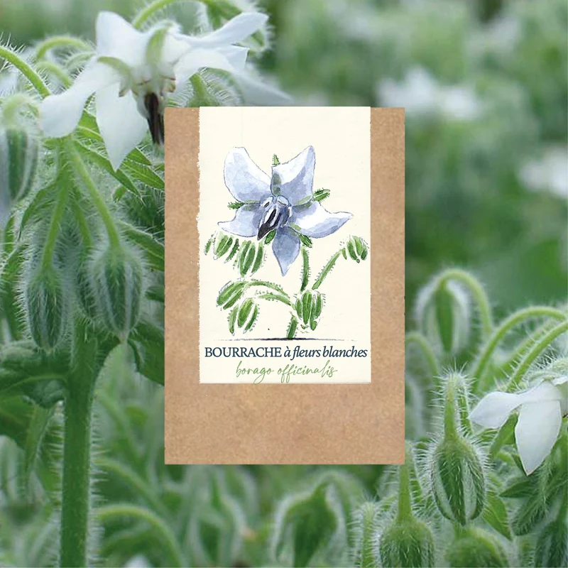 Graines de Bourrache "Blanche" • Certifiées AB