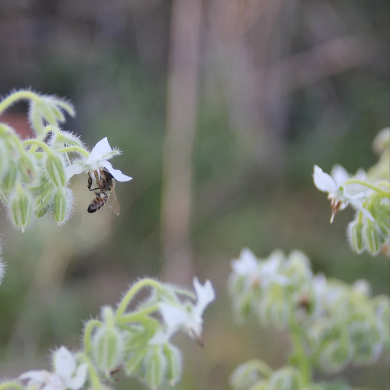 Graines de Bourrache "Blanche" • Certifiées AB