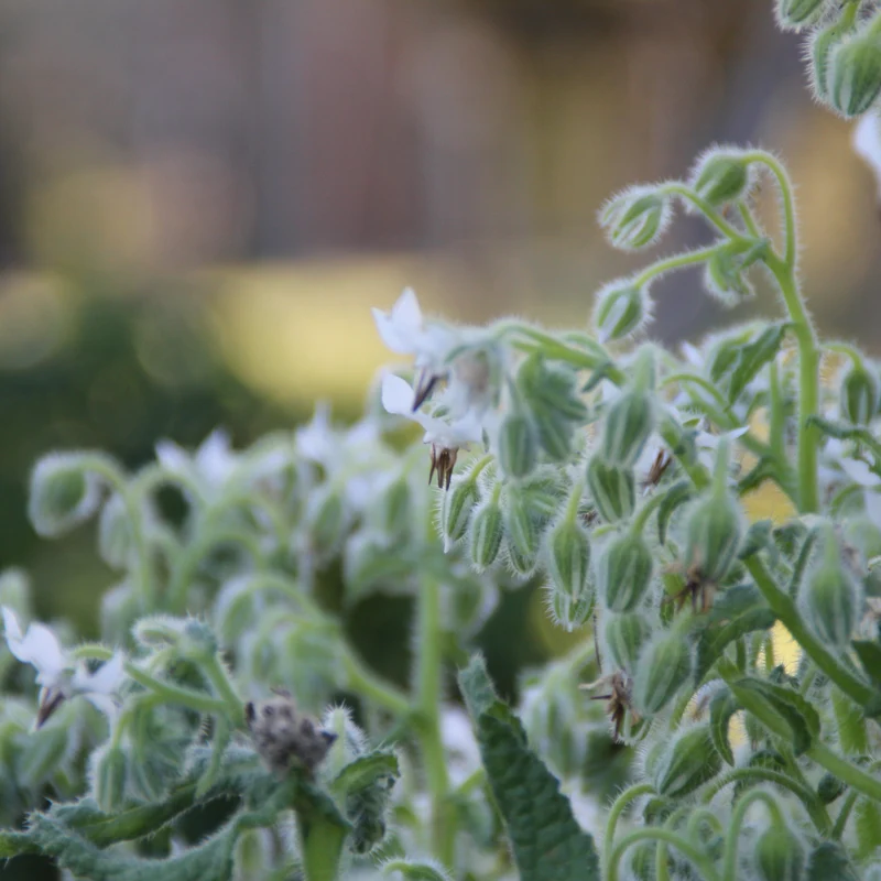 Graines de Bourrache "Blanche" • Certifiées AB