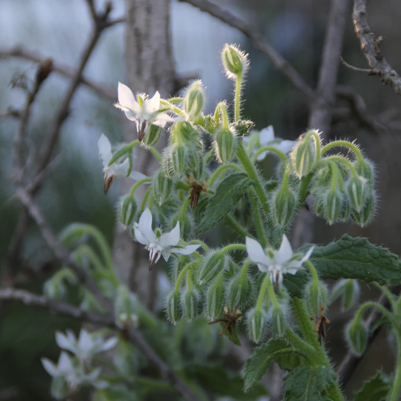 Graines de Bourrache "Blanche" • Certifiées AB