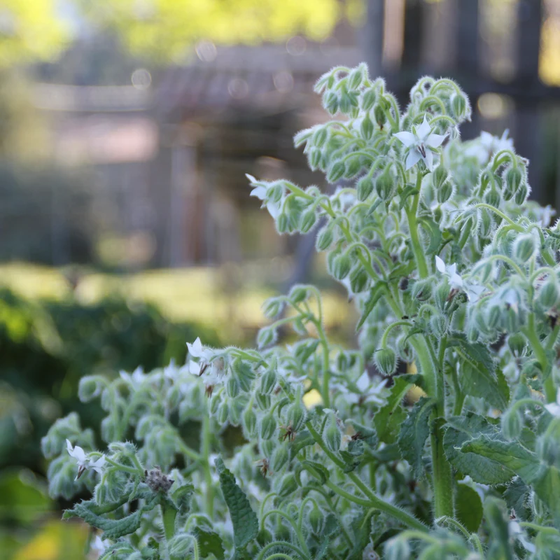 Graines de Bourrache "Blanche" • Certifiées AB