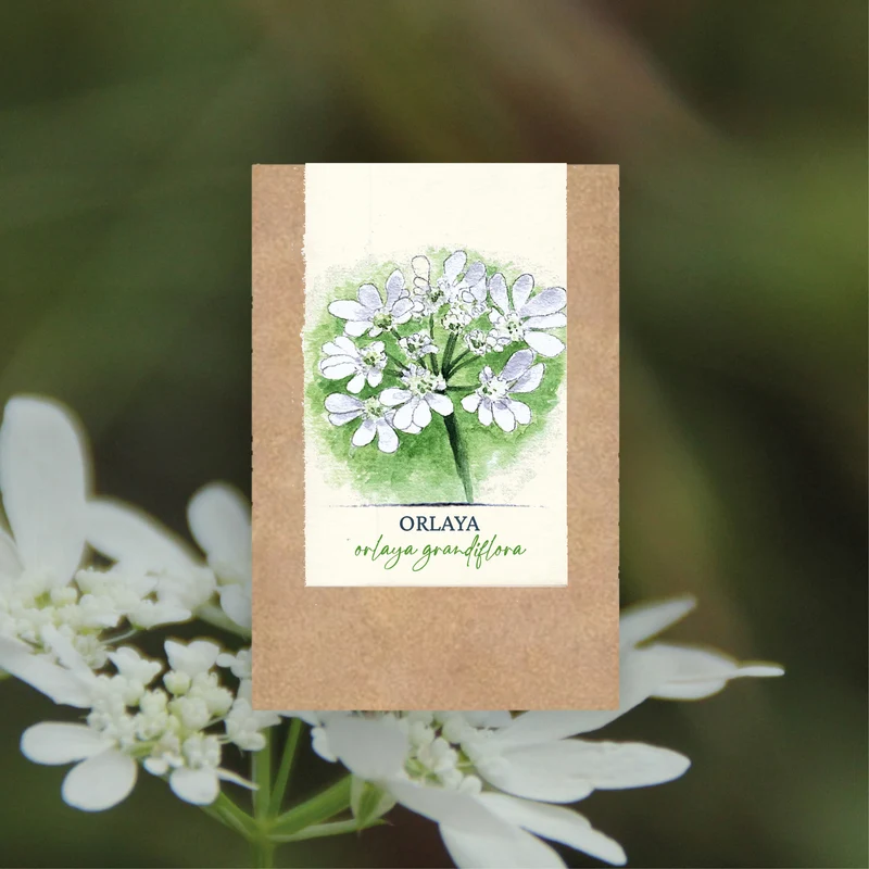 Graines d'Orlaya Grandiflora • Certifiée AB