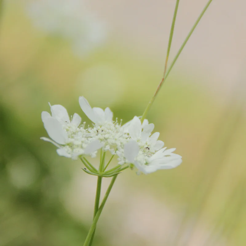 Graines d'Orlaya Grandiflora • Certifiée AB