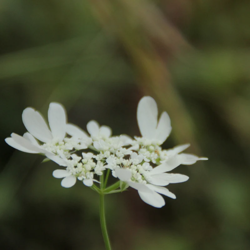 Graines d'Orlaya Grandiflora • Certifiée AB