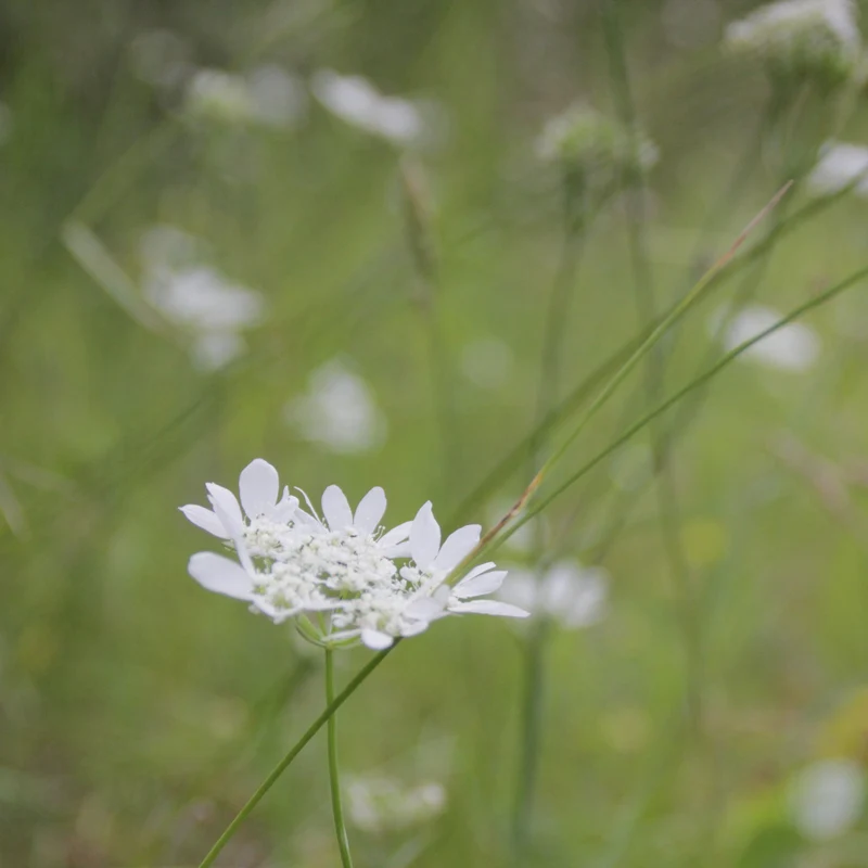 Graines d'Orlaya Grandiflora • Certifiée AB