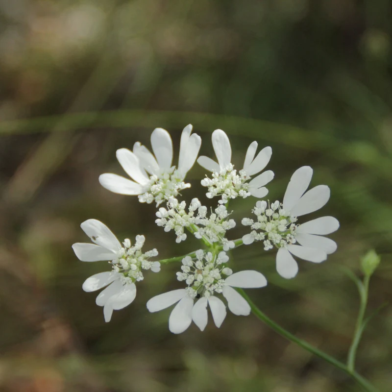 Graines d'Orlaya Grandiflora • Certifiée AB