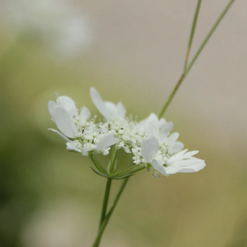 Graines d'Orlaya Grandiflora • Certifiée AB