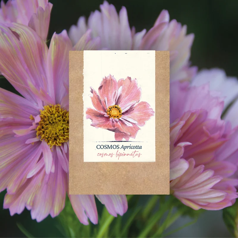 Graines de Cosmos "Apricotta" • Non traitées