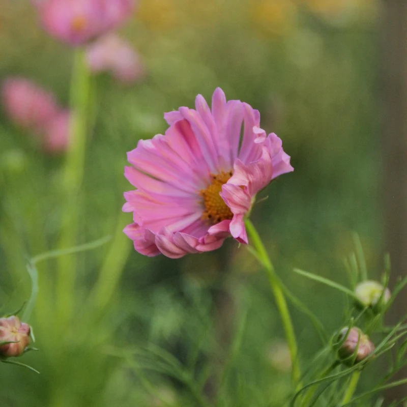 Graines de Cosmos "Apricotta" • Non traitées