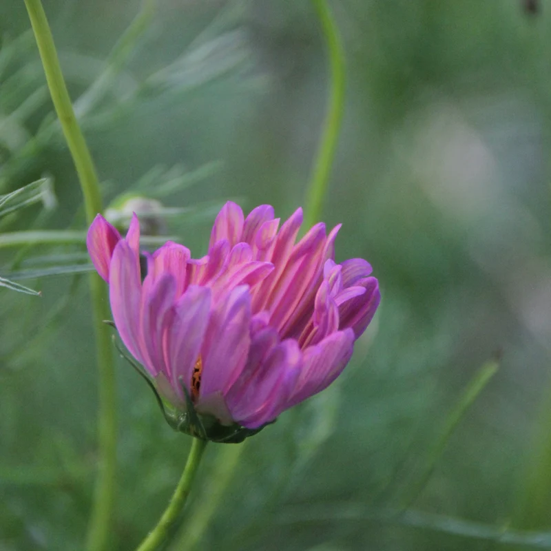 Graines de Cosmos "Apricotta" • Non traitées