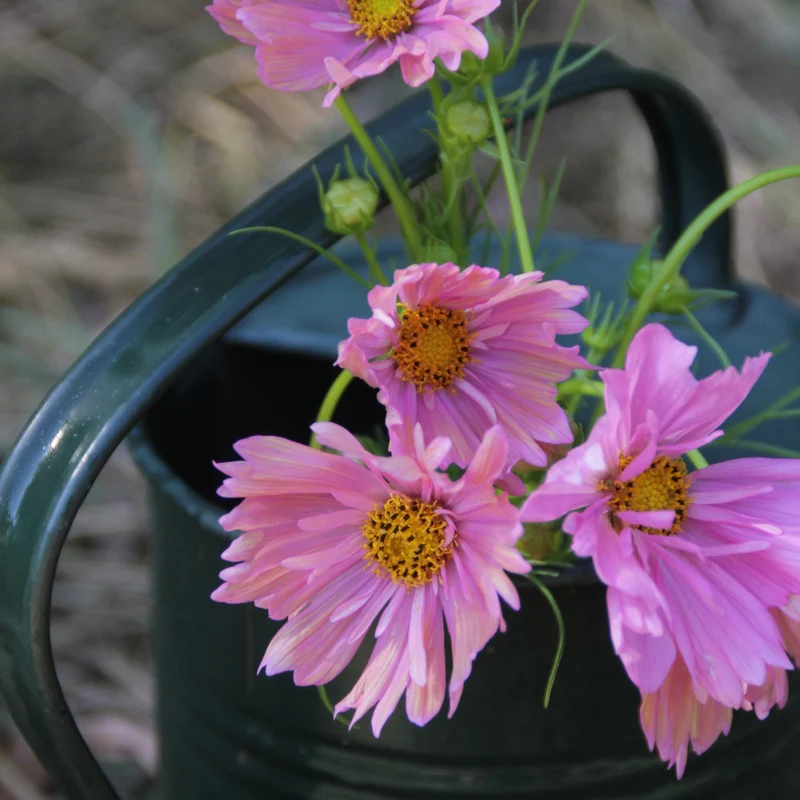 Graines de Cosmos "Apricotta" • Non traitées