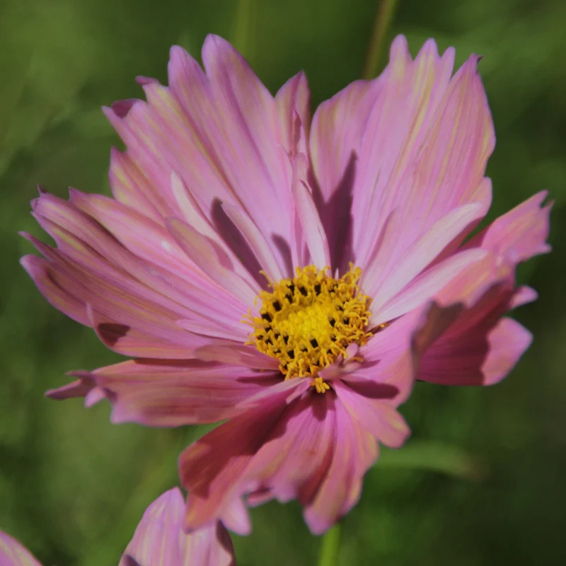 Graines de Cosmos "Apricotta" • Non traitées