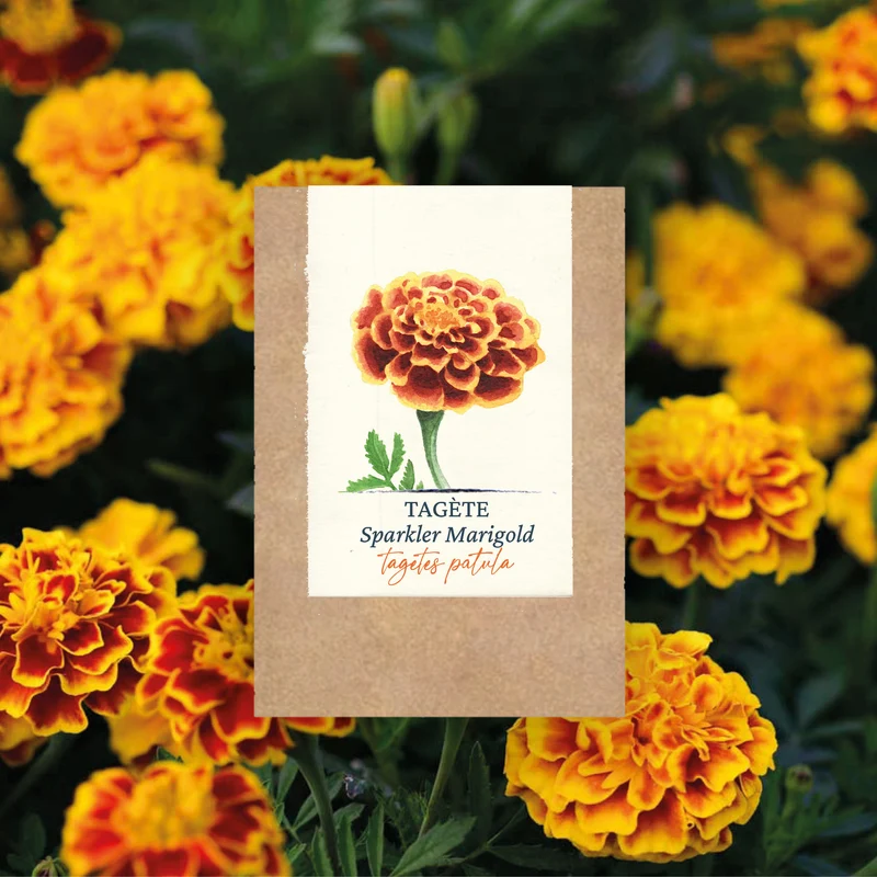 Graines d'Oeillet d'Inde, Tagète "Sparkler's Marigold" • Certifiées AB