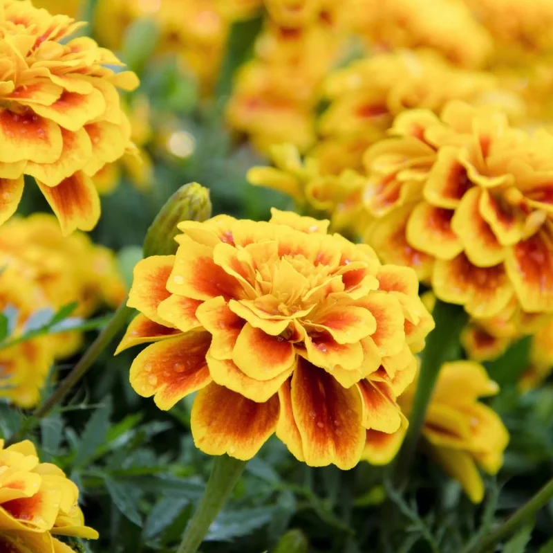 Graines d'Oeillet d'Inde, Tagète "Sparkler's Marigold" • Certifiées AB