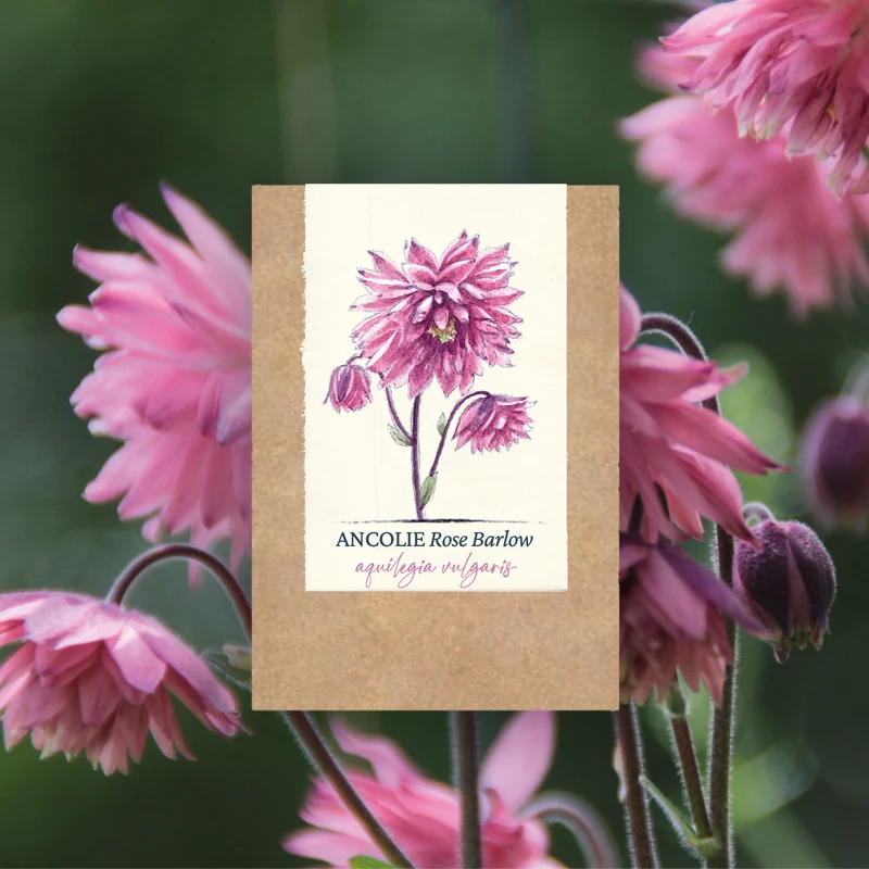 Graines d'Ancolie "Rose Barlow" • Non traitées