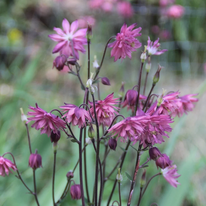 Graines d'Ancolie "Rose Barlow" • Non traitées