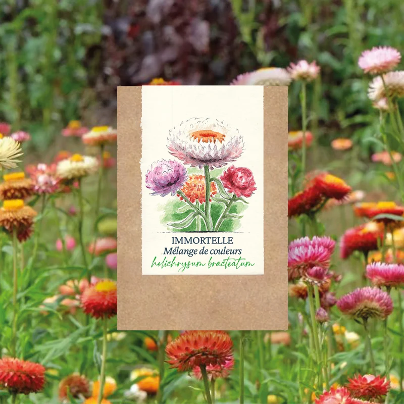 Graines d'Immortelle en mélange • Non traitées