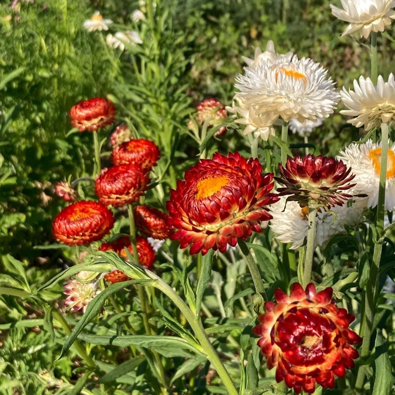 Graines d'Immortelle en mélange • Non traitées