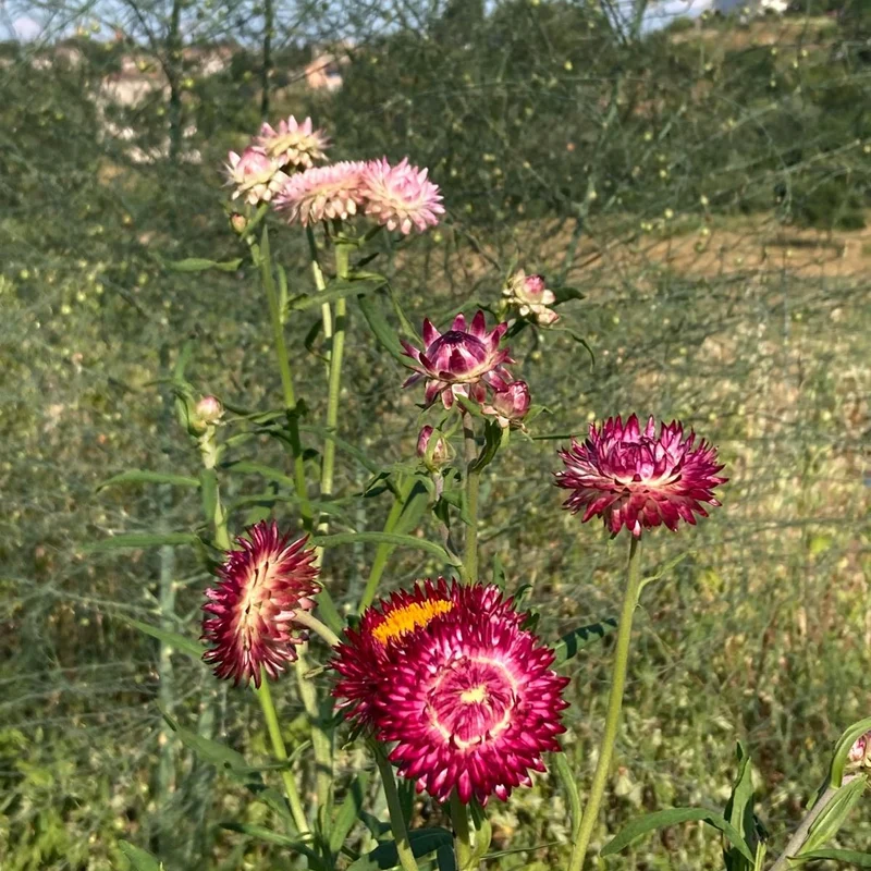 Graines d'Immortelle en mélange • Non traitées