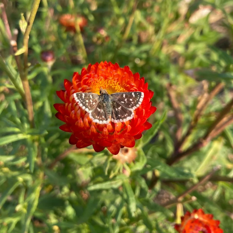 Graines d'Immortelle en mélange • Non traitées
