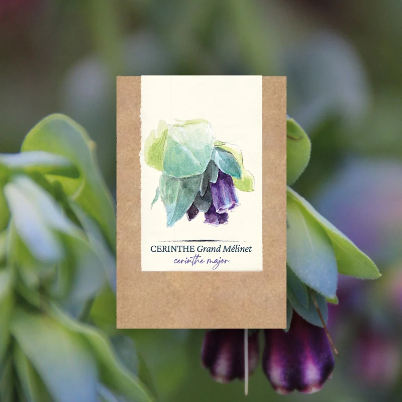 Graines de Cerinthe, Grand Mélinet • Certifiées AB