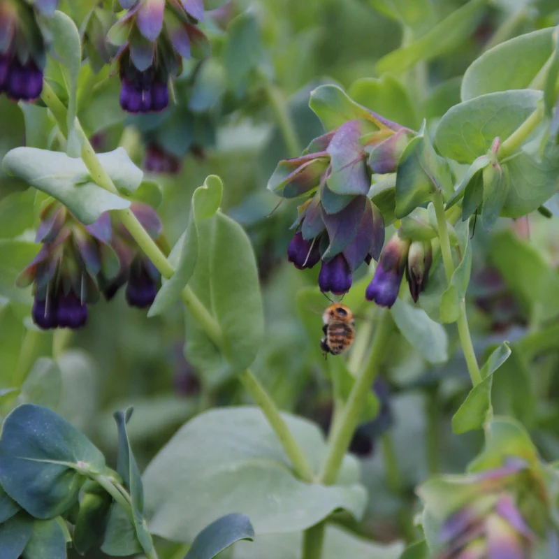 Graines de Cerinthe, Grand Mélinet • Certifiées AB