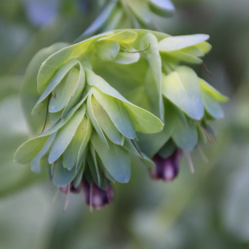 Graines de Cerinthe, Grand Mélinet • Certifiées AB