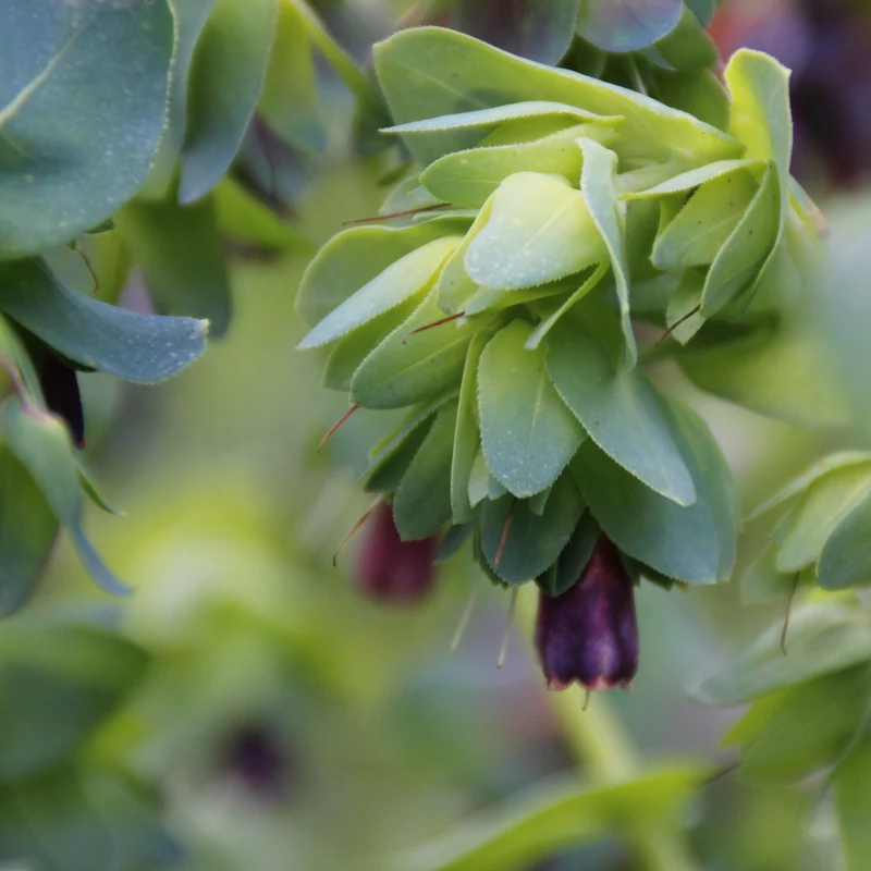 Graines de Cerinthe, Grand Mélinet • Certifiées AB