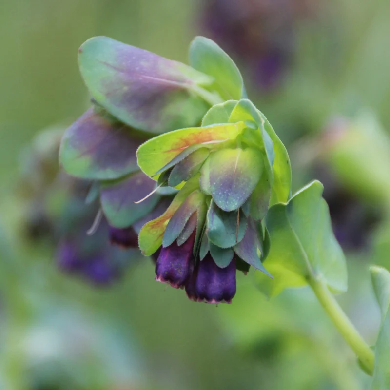 Graines de Cerinthe, Grand Mélinet • Certifiées AB