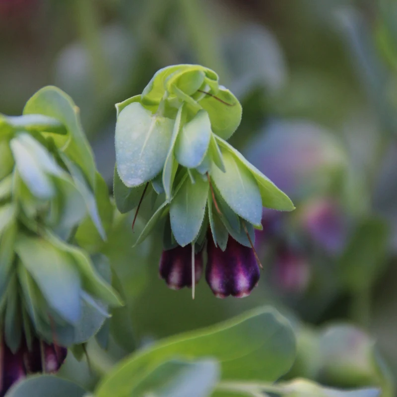 Graines de Cerinthe, Grand Mélinet • Certifiées AB