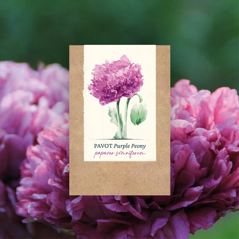 Graines de Pavot "Purple Peony" • Non traitées