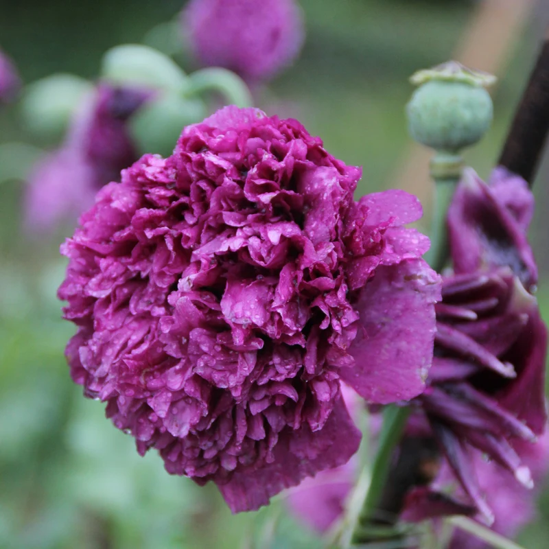 Graines de Pavot "Purple Peony" • Non traitées