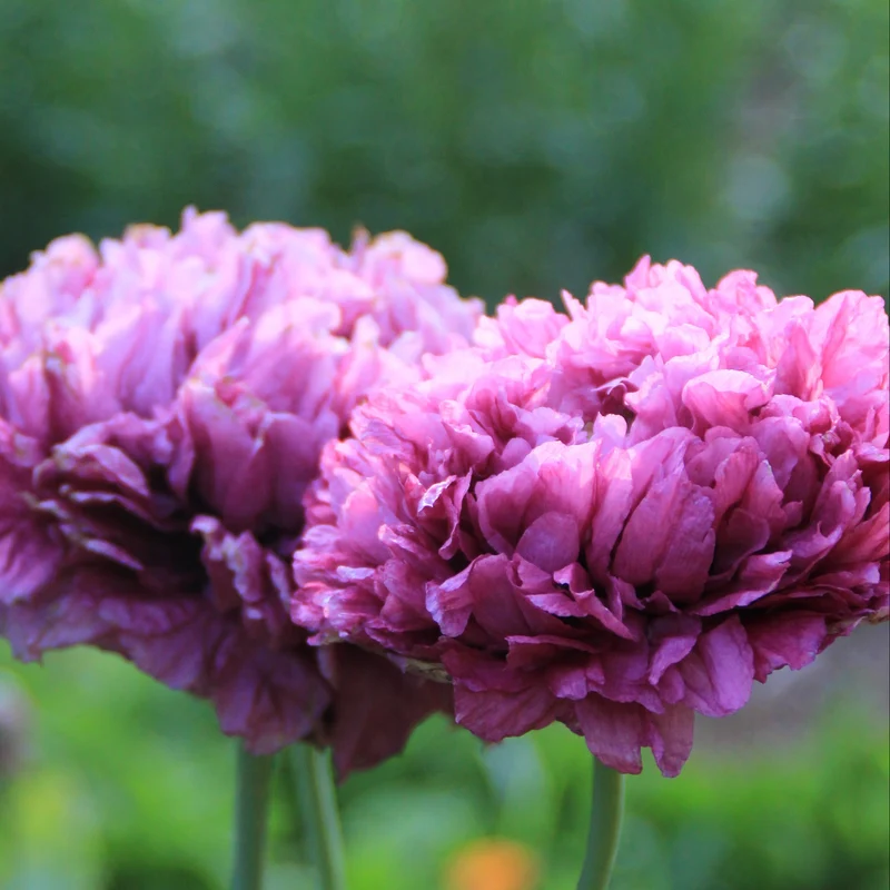 Graines de Pavot "Purple Peony" • Non traitées