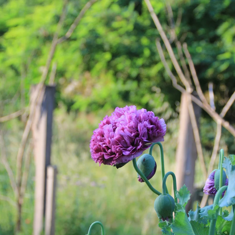 Graines de Pavot "Purple Peony" • Non traitées