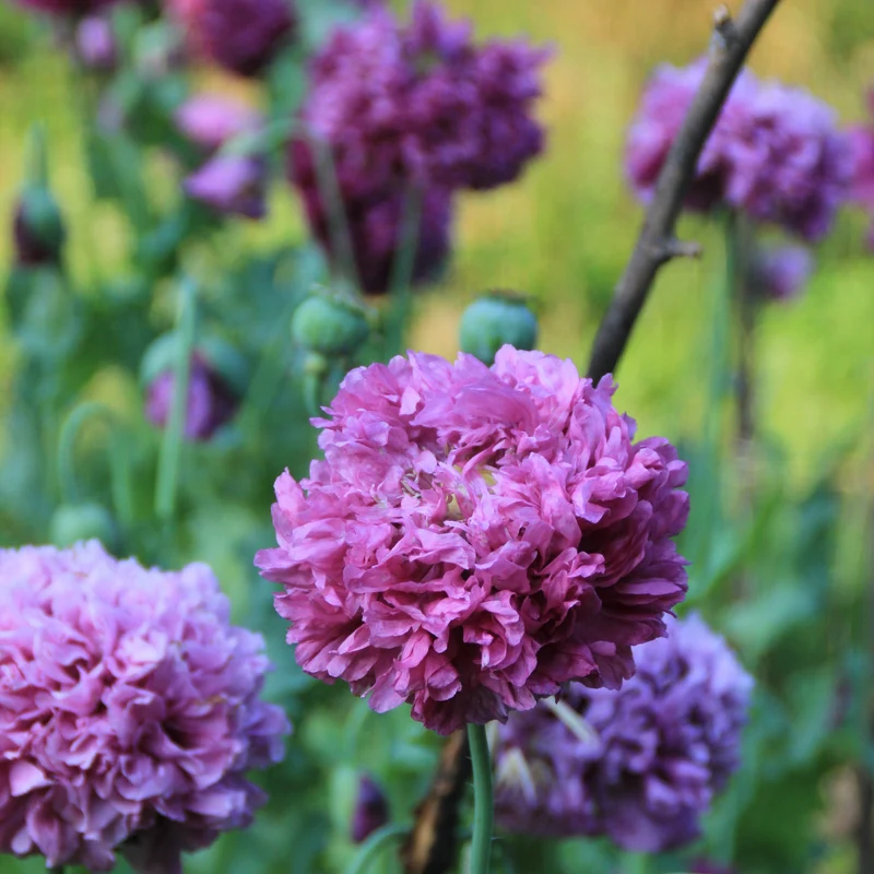 Graines de Pavot "Purple Peony" • Non traitées