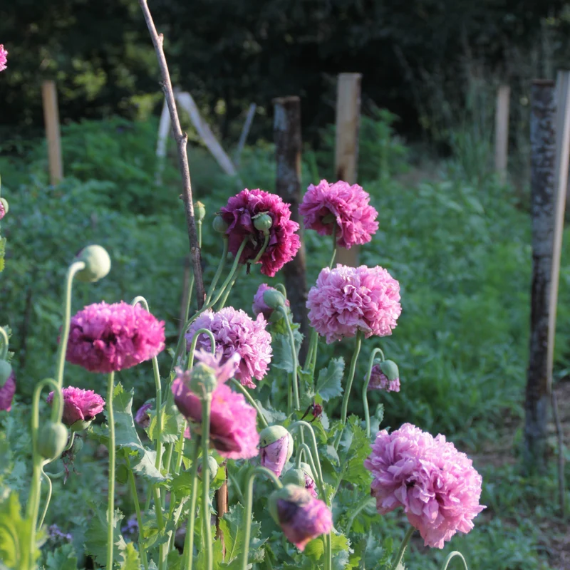 Graines de Pavot "Purple Peony" • Non traitées