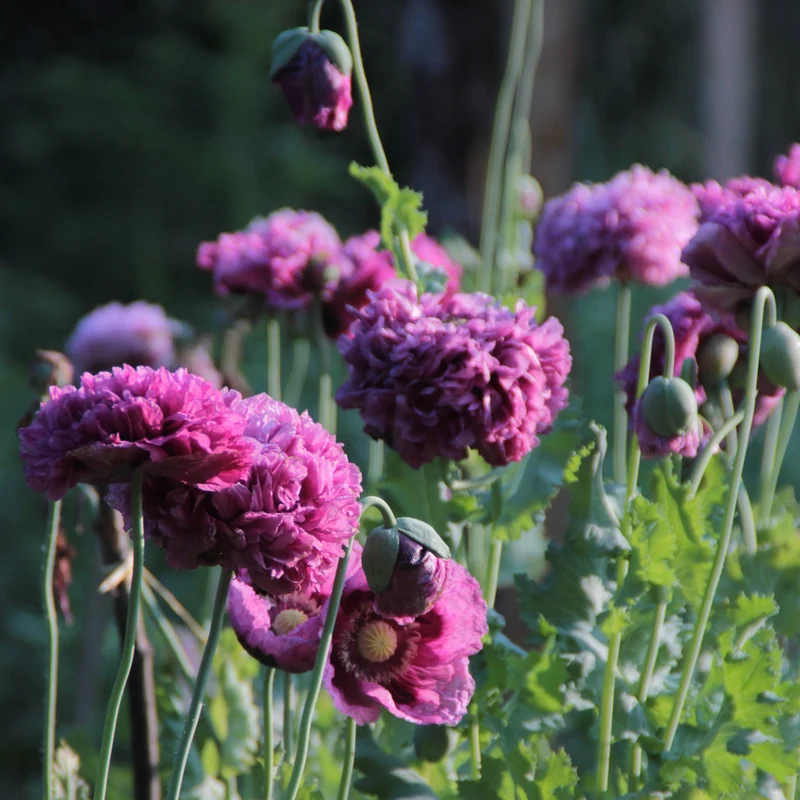 Graines de Pavot "Purple Peony" • Non traitées