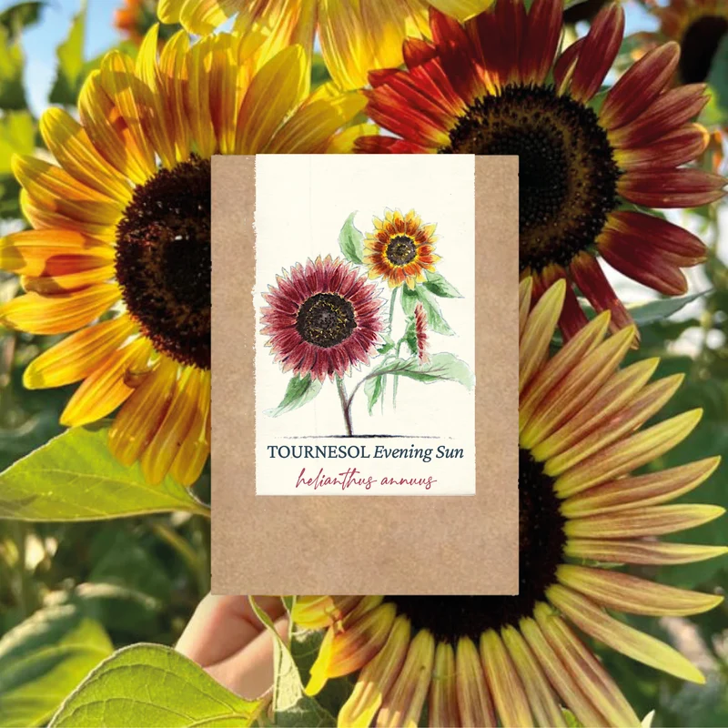 Graines de Tournesol "Evening Sun" • Certifiées AB
