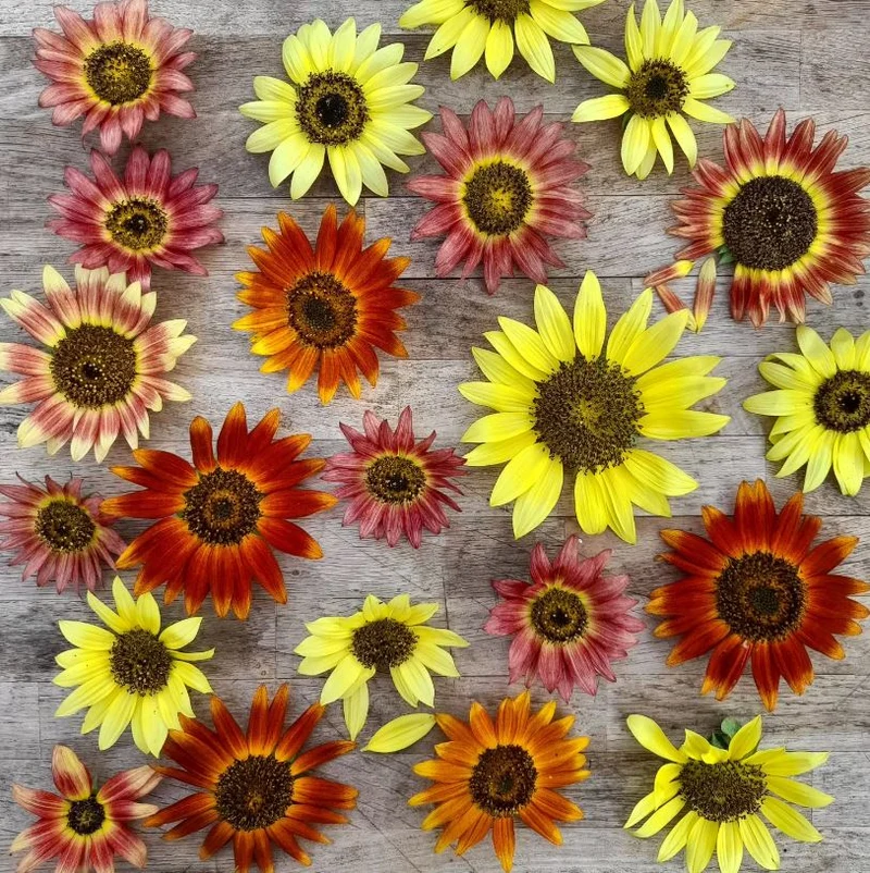 Graines de Tournesol "Evening Sun" • Certifiées AB