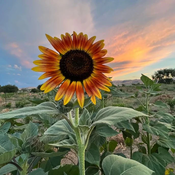 Graines de Tournesol "Evening Sun" • Certifiées AB