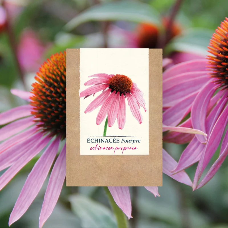 Graines d'Échinacée Pourpre • Certifiées AB