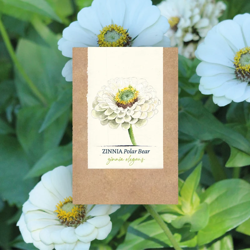 Graines de Zinnia "Polar Bear" • Non traitées