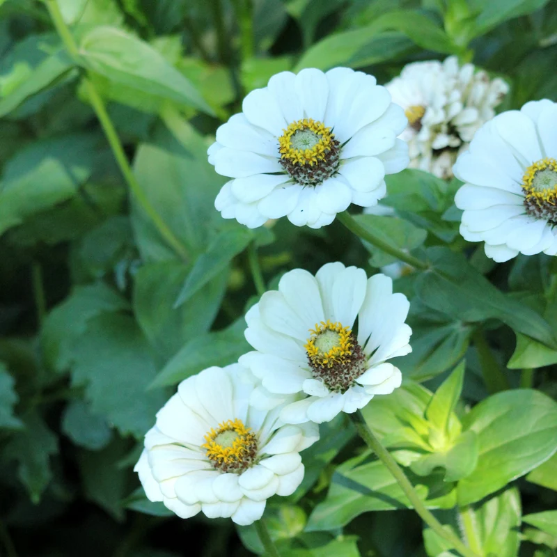 Graines de Zinnia "Polar Bear" • Non traitées