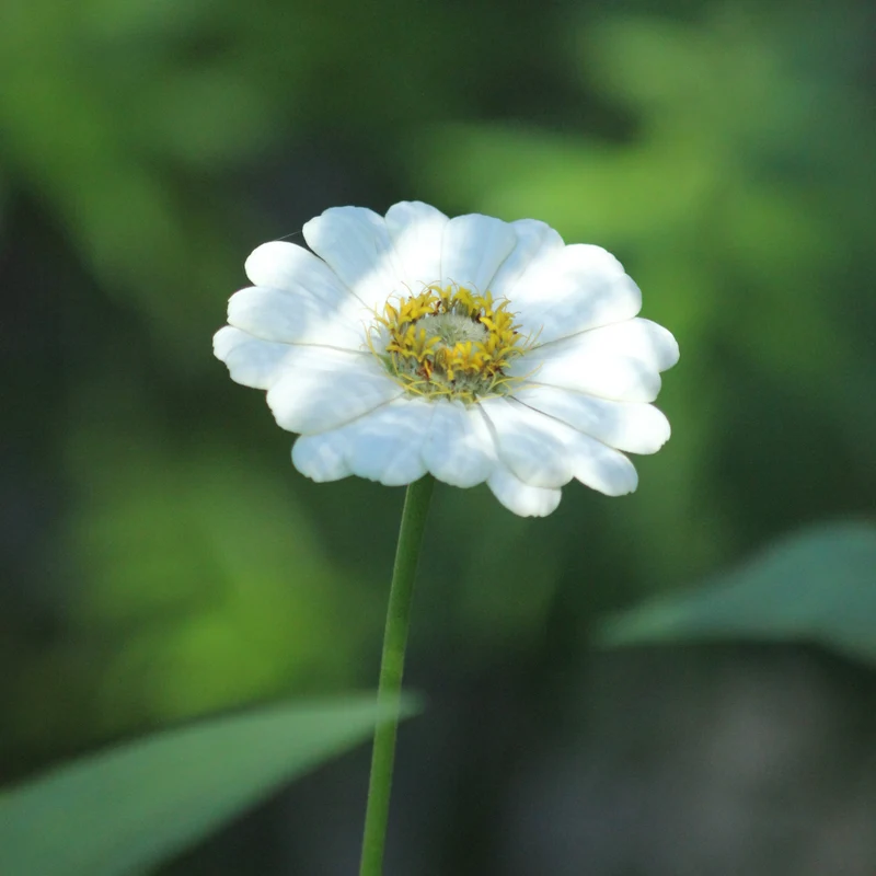 Graines de Zinnia "Polar Bear" • Non traitées