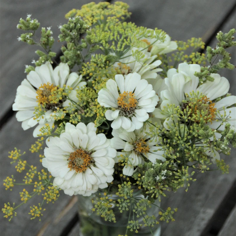 Graines de Zinnia "Polar Bear" • Non traitées